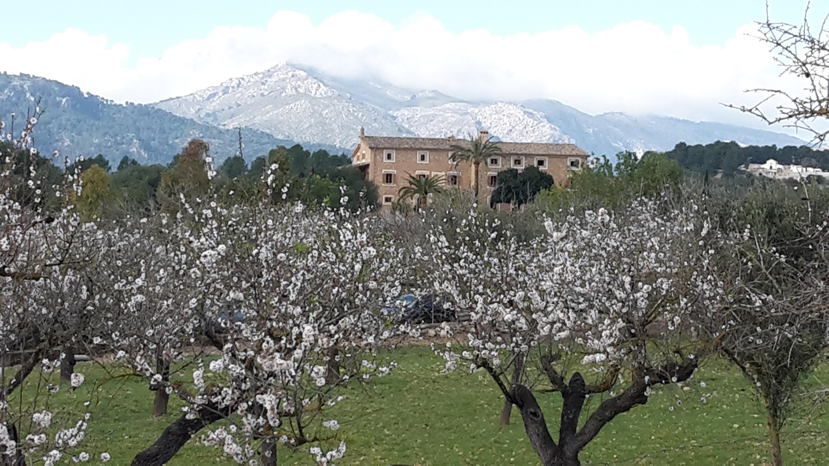 Отель Finca Can Estades Кальвиа Экстерьер фото